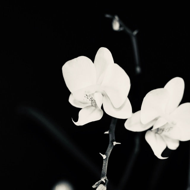 Picture of white flowers.